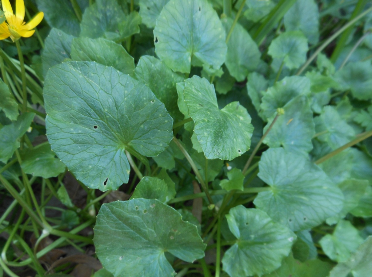 Ficaria verna (=Ranunculus ficaria) subsp. ficariiformis)